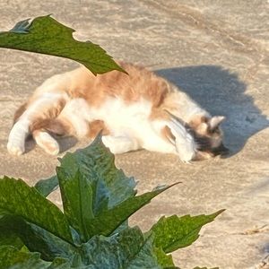 Meet your Posher, Natasha